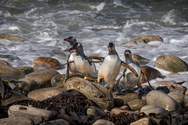 Falkland Islands-Grave Cove Gentoo penguins returning from ocean